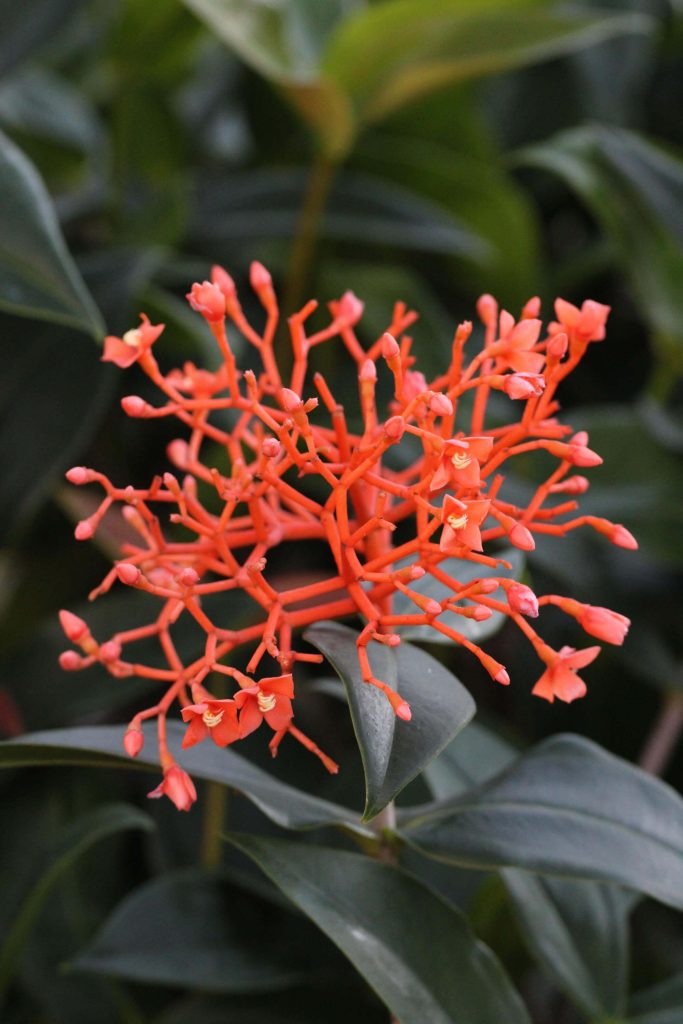 Medinilla scortechinii – Orange Coral Medinilla (4″ pot) – Gardino Nursery