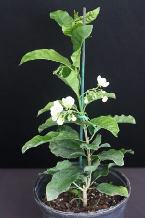 Vallaris solanacea - Bread Flower (4" pot) may ship pruned back - Image 3