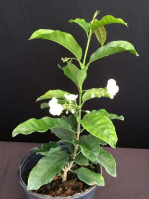 Vallaris solanacea - Bread Flower (4" pot) may ship pruned back - Image 10