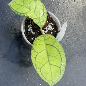 Hoya callistophtlla 'Vena' (3.5" pot)