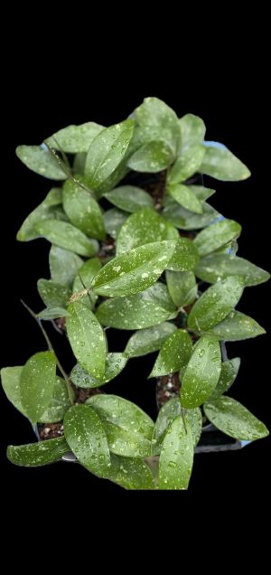 Hoya verticillata (pink flowers/some splash) (4" pot) (dollar add-on) (ONE add-on PER PERSON, extras WILL be removed from order) - Image 11