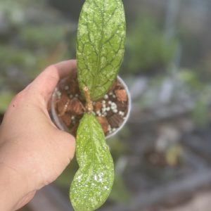 Hoya sp. Tanggamus (Waymaja) (3" pot)